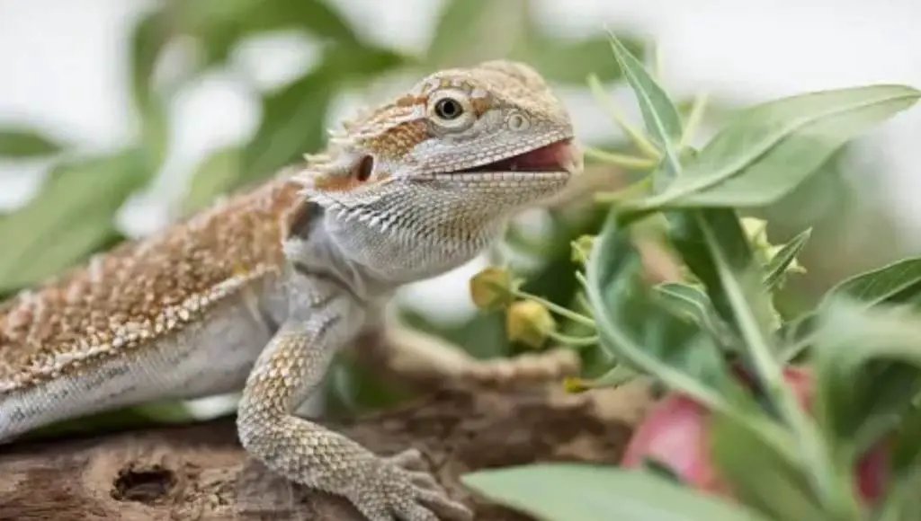 Vegetables Bearded Dragons Can Eat