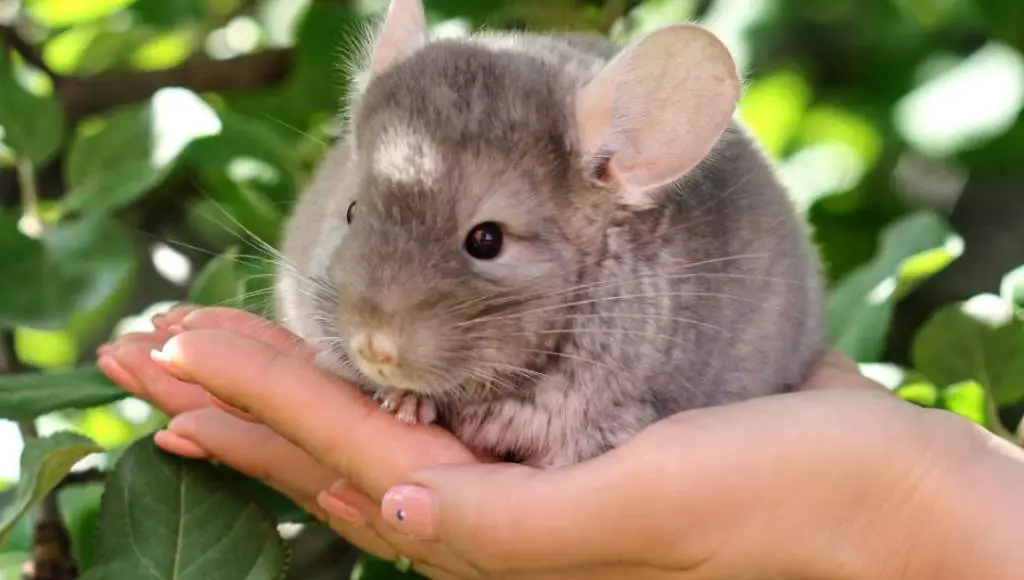 Signs your chinchilla enjoys being held