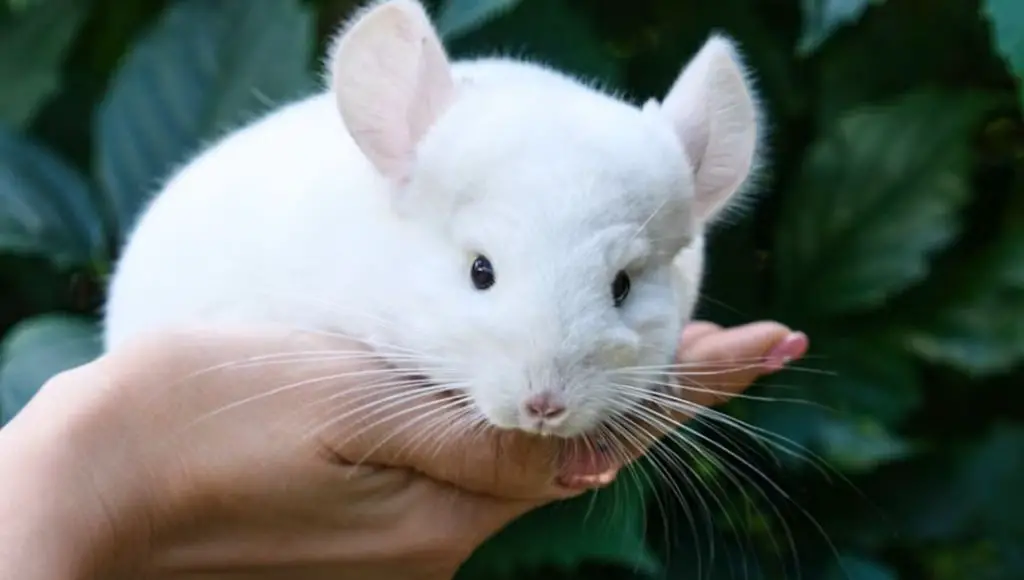 Factors influencing chinchilla preferences of being held