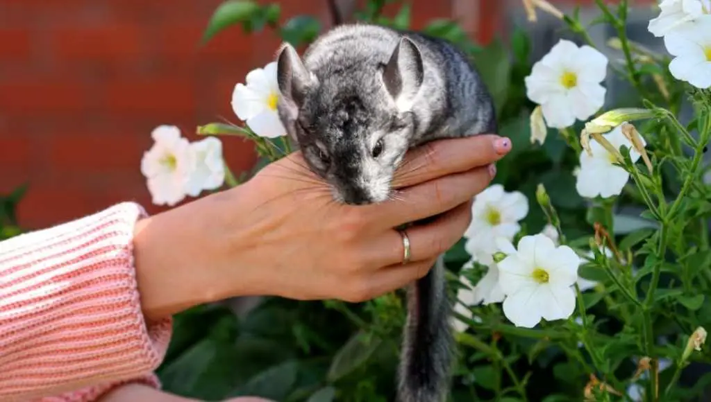 Precautions to take when picking up or holding your chinchilla