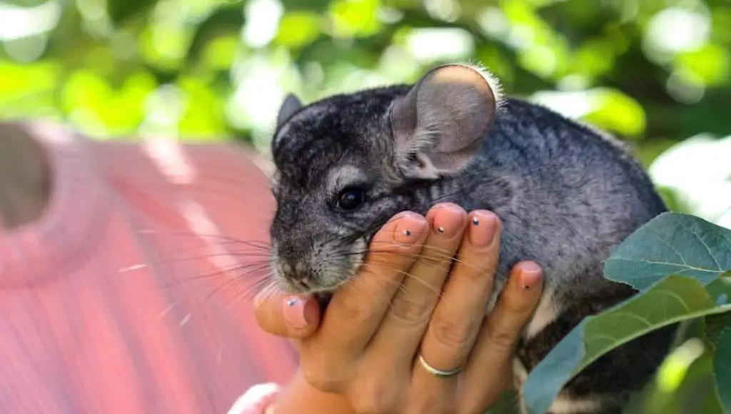Getting your chinchilla use to being held