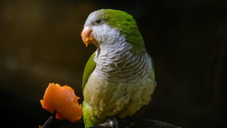 Do Birds Eat Carrots [How to Feed & Benefits]