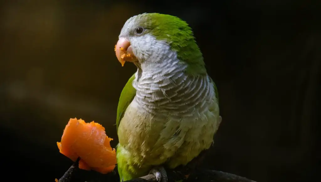 Do Birds Eat Carrots
