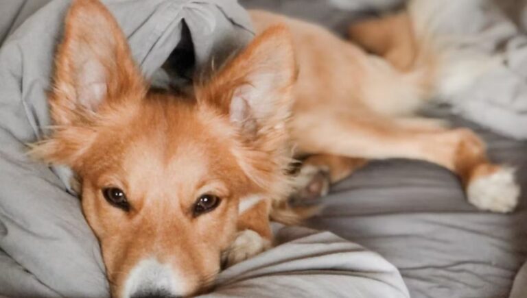 12 Potential Signs Your Dog Is In Pain From Cancer