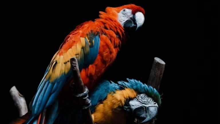 12 Potential Parrot Dying Symptoms & Tips