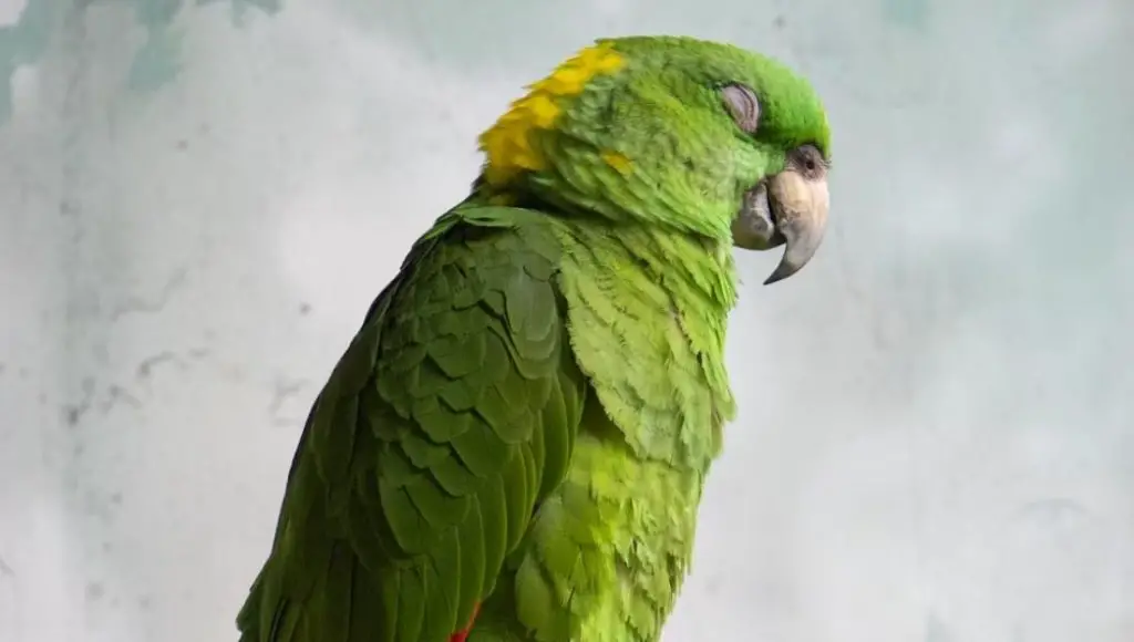 Sick parrot