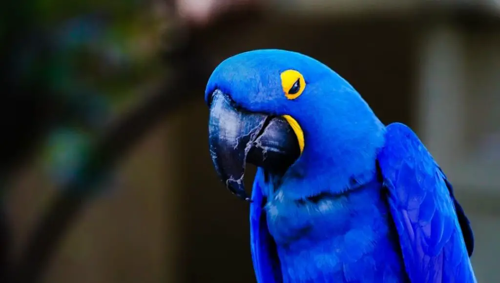 What to do if you notice your parrot is dying