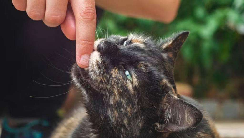 How to Calm an Anxious Cat