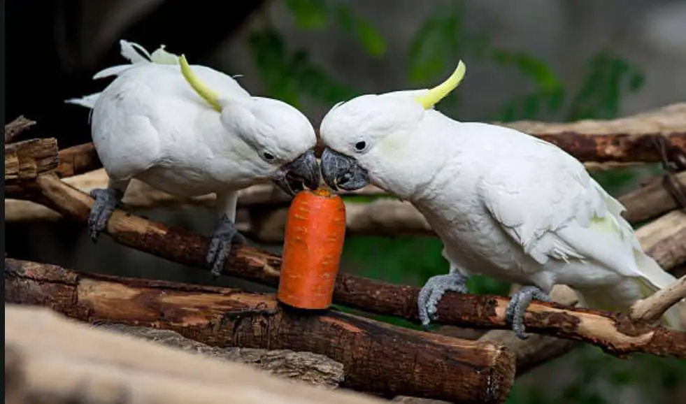 How to Safely Feed Carrots to Birds