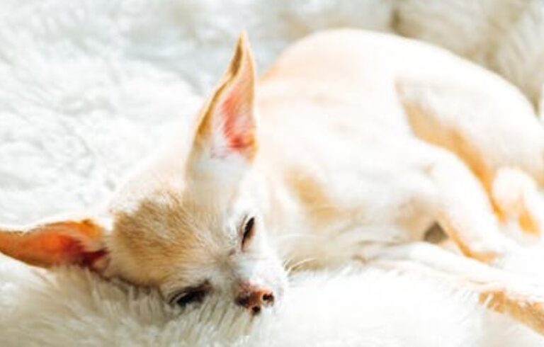 How do You Know if Your Chihuahua is Pregnant [9 Top Signs]