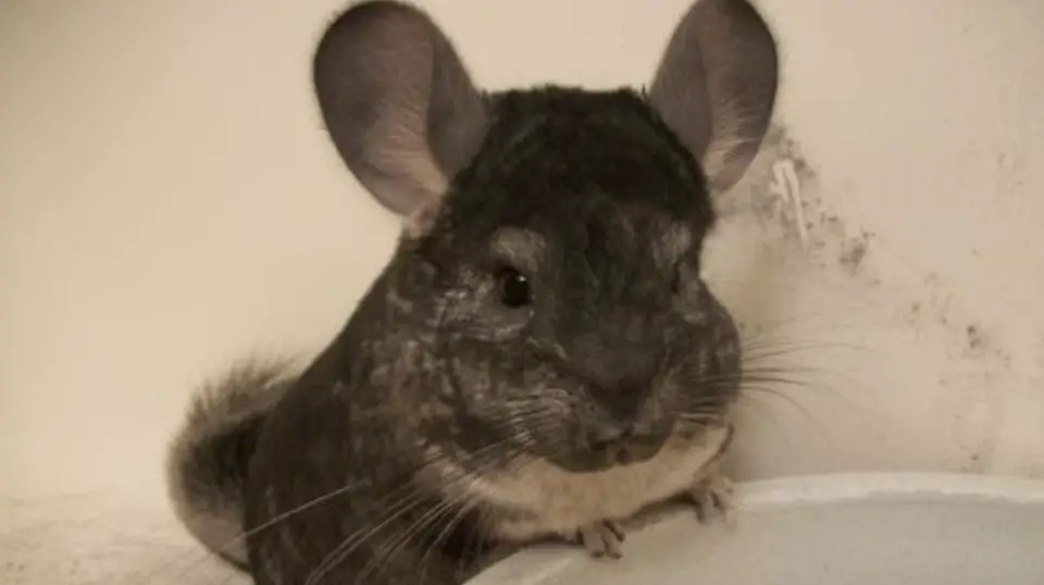 Chinchilla Growth Stages