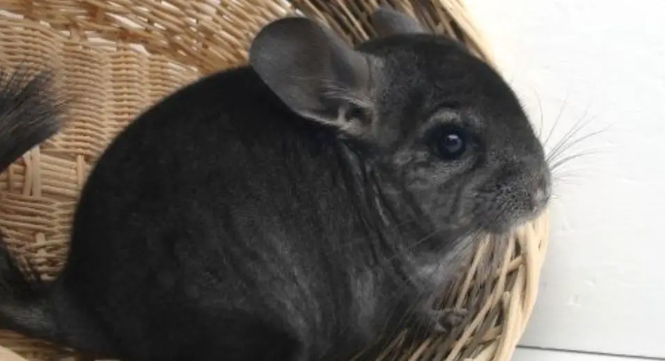 Factors Affecting Chinchilla Growth Rate