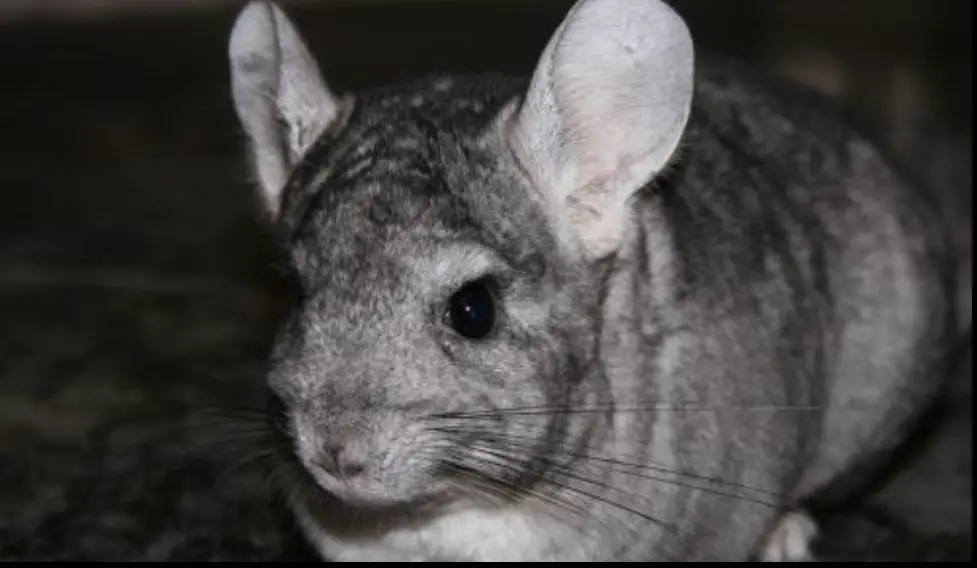 Signs of Chinchilla Growth Completion