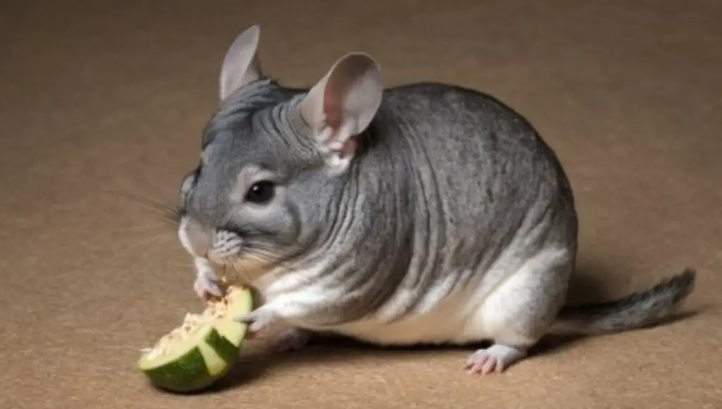 Help Chinchillas Reach Full Growth Potential