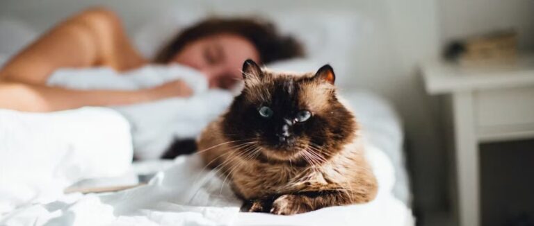 Cat Sleep With Me [Benefits & Risks]