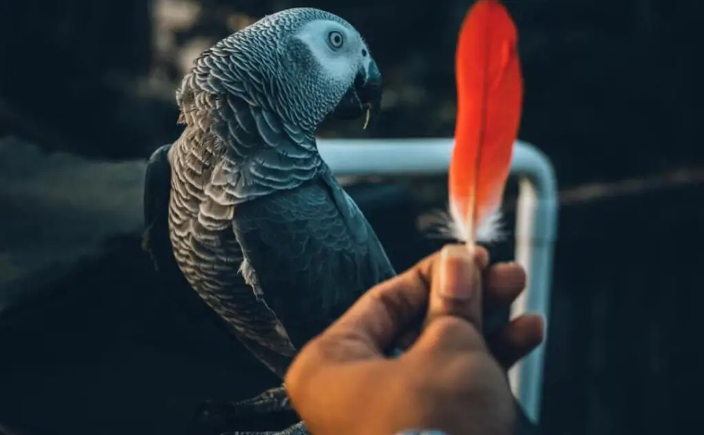 Providing regular grooming sessions for your African Grey parrot