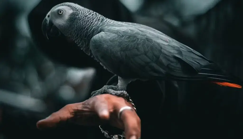 Allowing African grey parrots at least 1–2 hours of out-of-cage time daily
