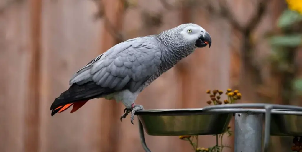 Offering fresh water regularly to African grey parrots