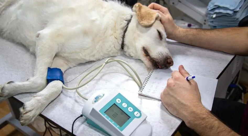 Treatment options for dogs vomiting blood