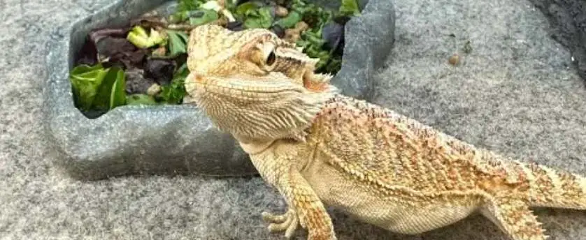 Bearded dragons are omnivores