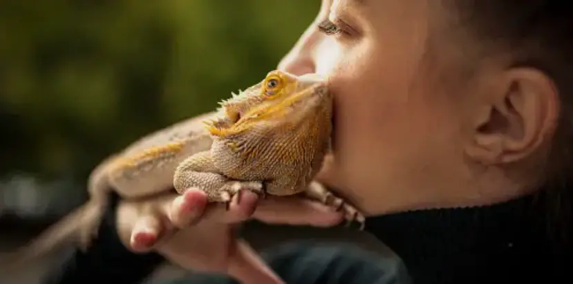 Bearded Dragons Brumate in the Winter
