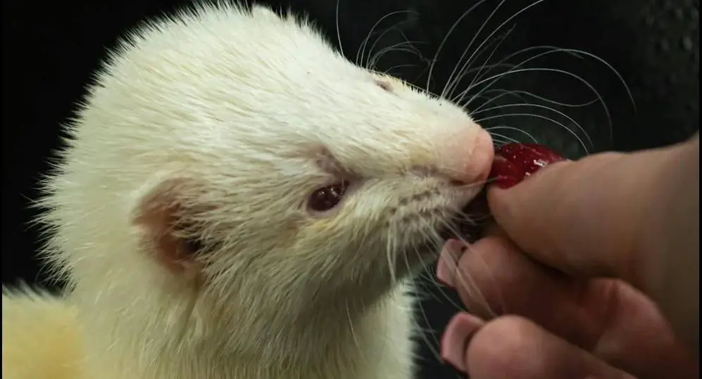 Treatment options for ear mites in ferrets