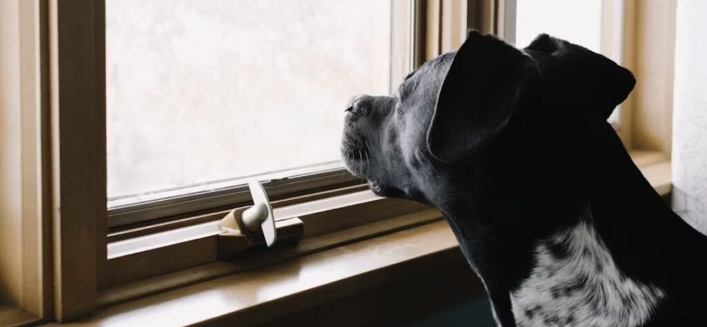 Ways of Calming Separation Anxiety in Dogs