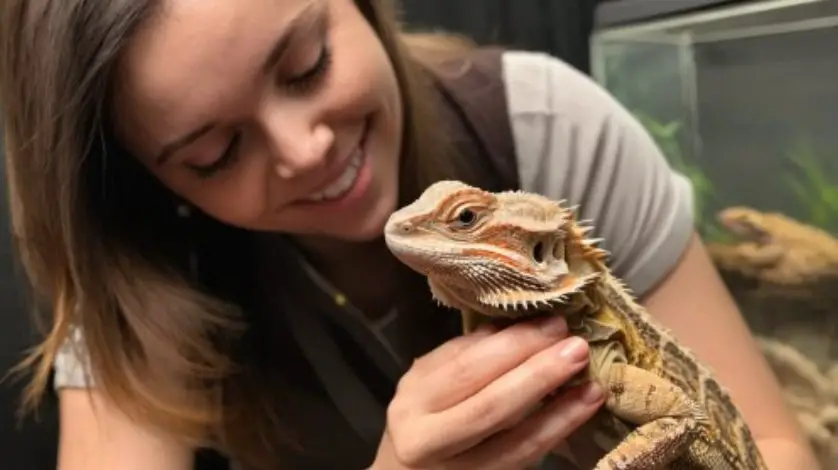 Places bearded dragons like to be petted