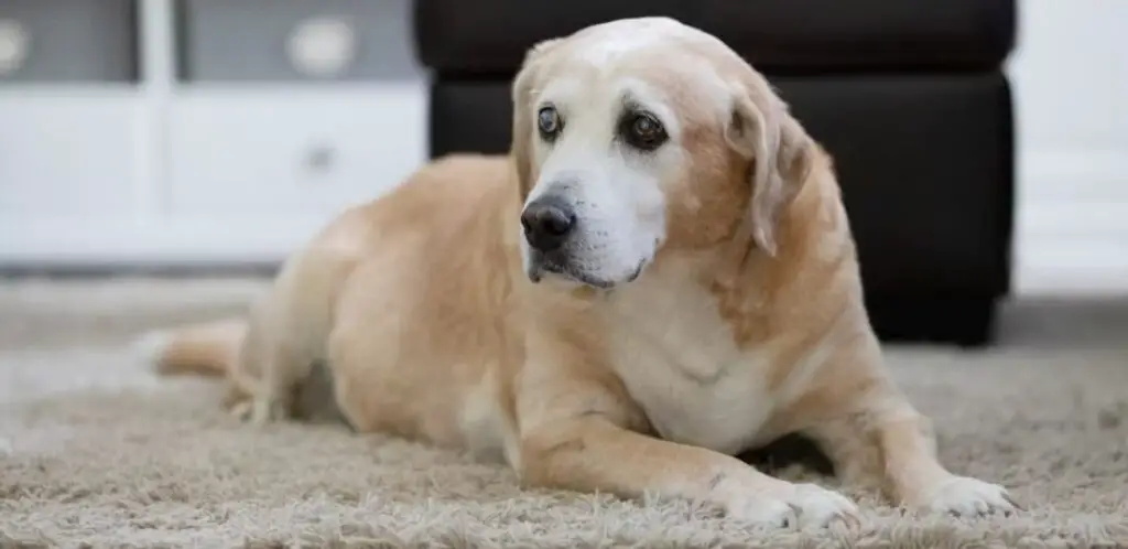 Maintaining a healthy weight is essential for senior dogs