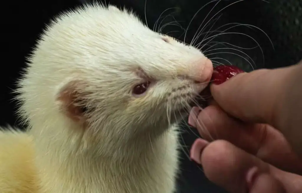 Ferrets require a specific diet high in protein