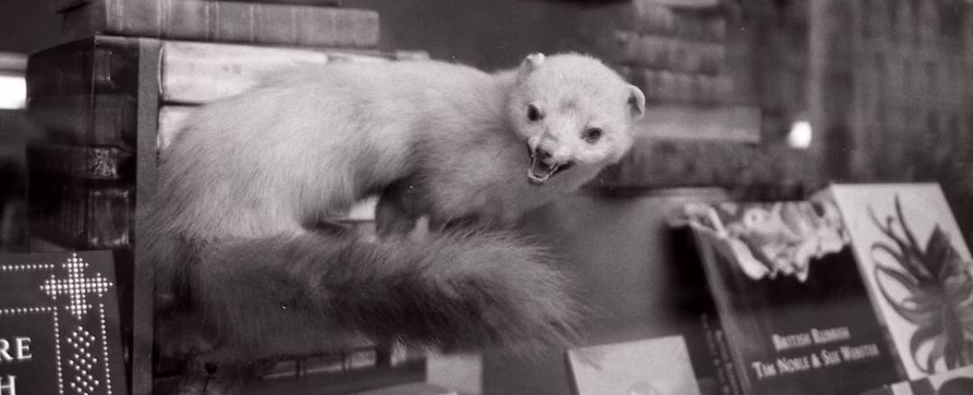 Why Ferrets Are Not Good Pets [12 Reasons]