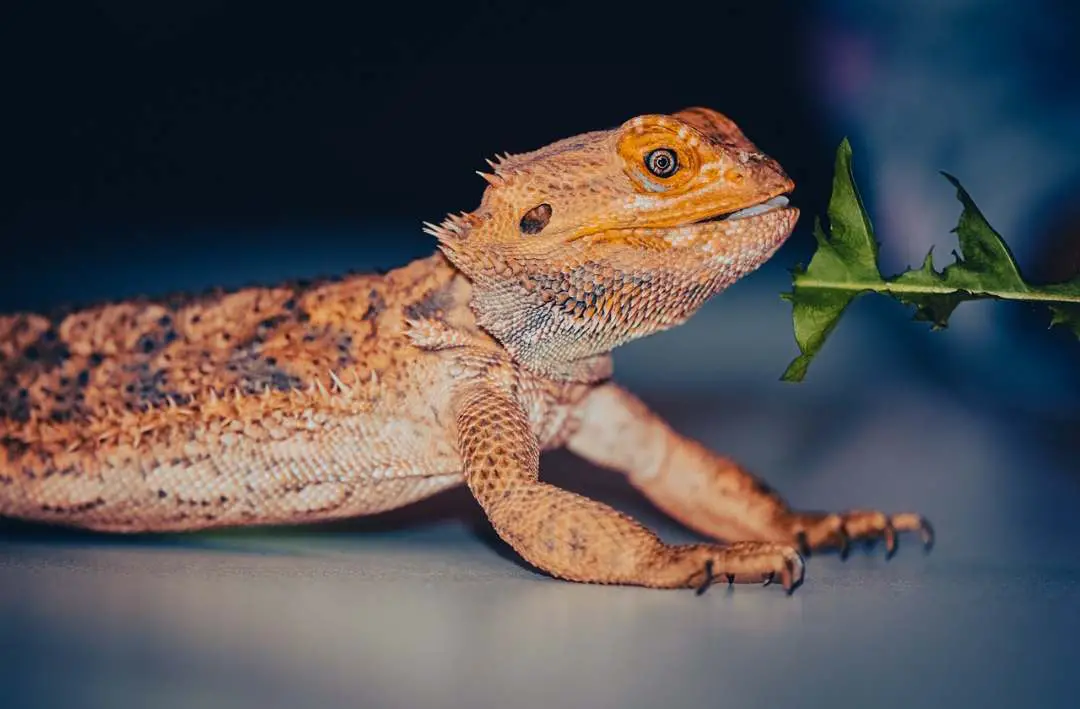 how to make a bearded dragon happy