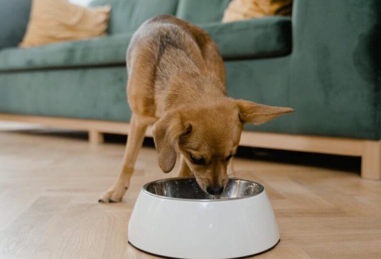 Understanding The Best Times to Feed Your Dog