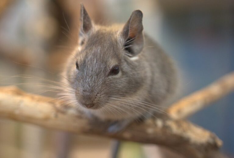 12 Reasons For Your Chinchilla Not Eating & Tips