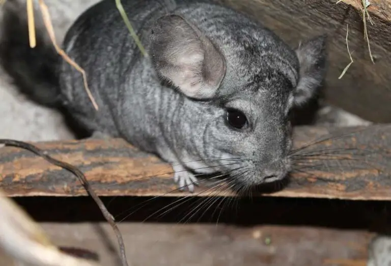 11 Most Common Chinchilla Health Issues Explained