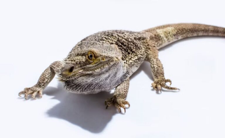 11 Potential Reasons For Bearded Dragon Not Eating With Tips