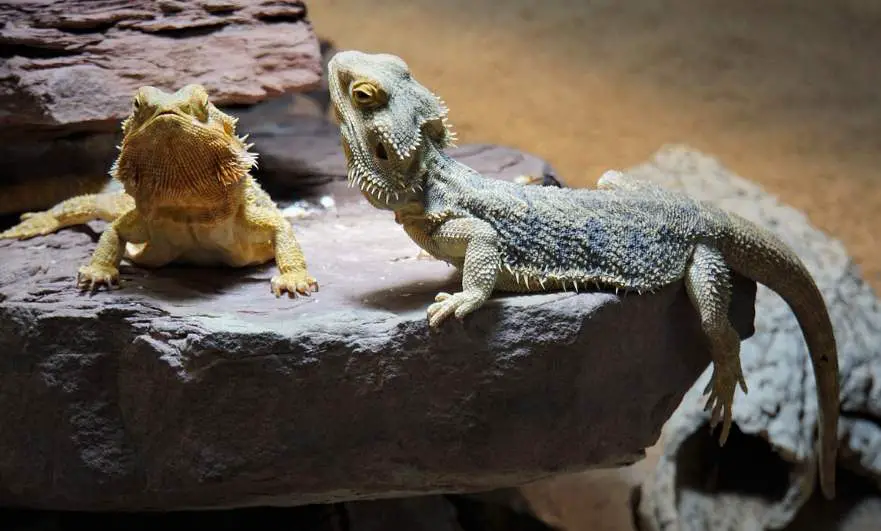 Bearded Dragon and Other Pets