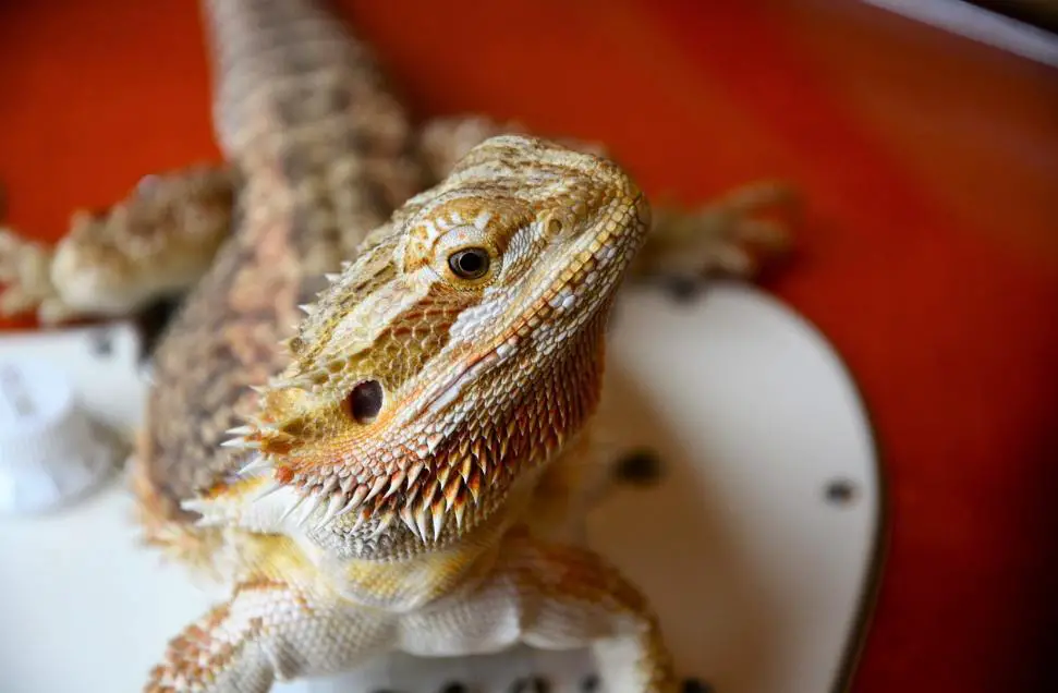 Bearded Dragon Myths