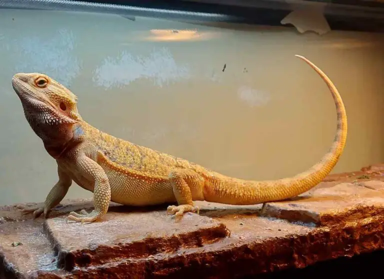 12 Most Common Bearded Dragon Health Issues Explained