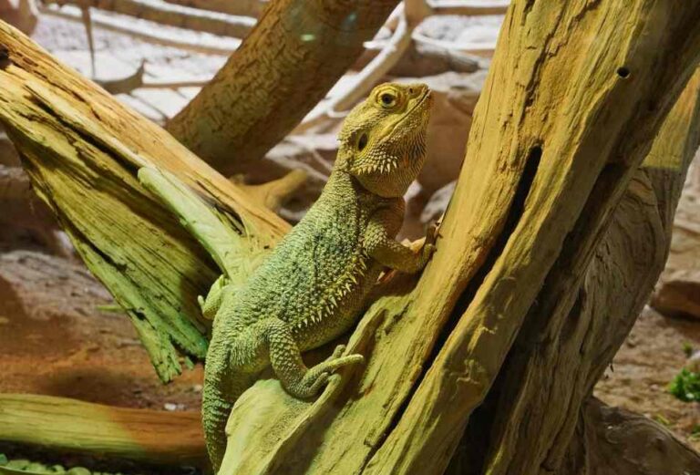 16 Most Important Bearded Dragon Care Tips