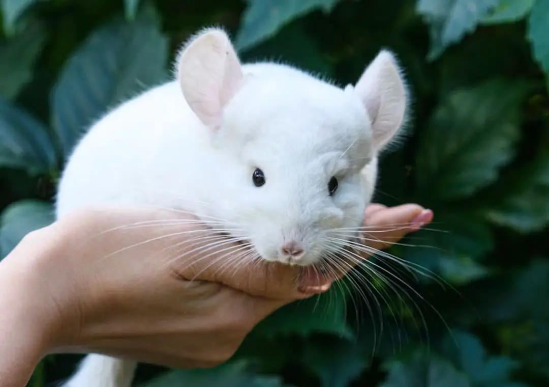 Chinchillas As Pets Pros and Cons