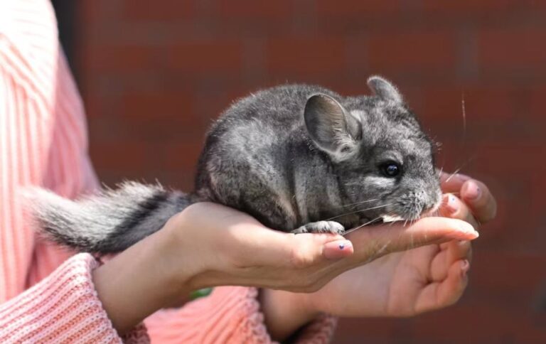 Why Chinchillas Are Bad Pets [12 Reasons Explained]