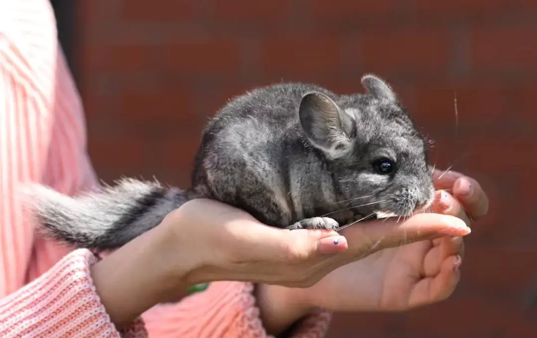 Why Chinchillas Are Bad Pets