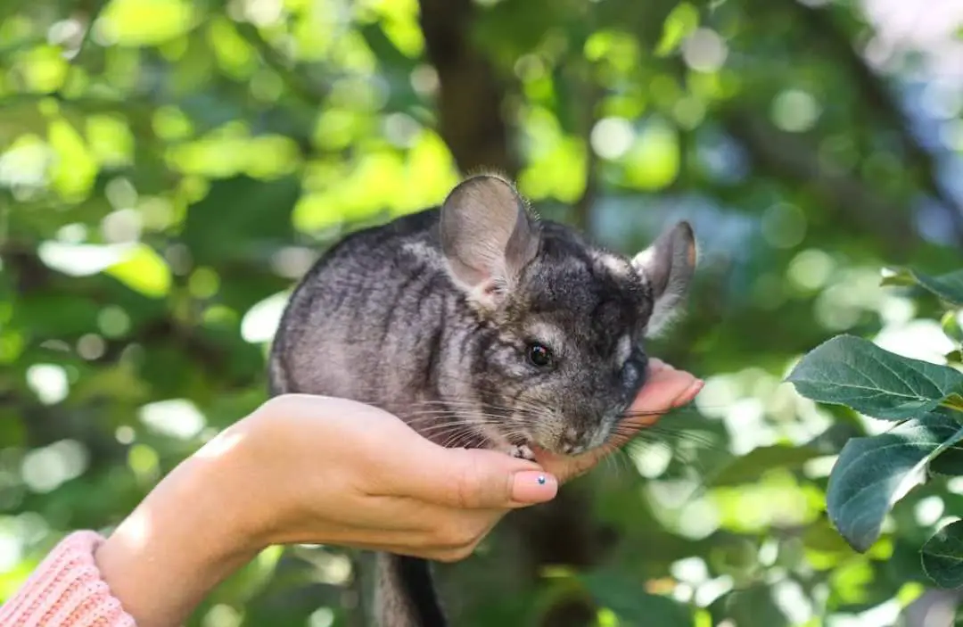 Why Chinchillas Are Good Pets