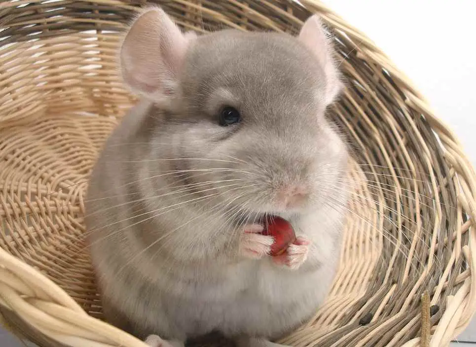 What Chinchillas Should Not Eat