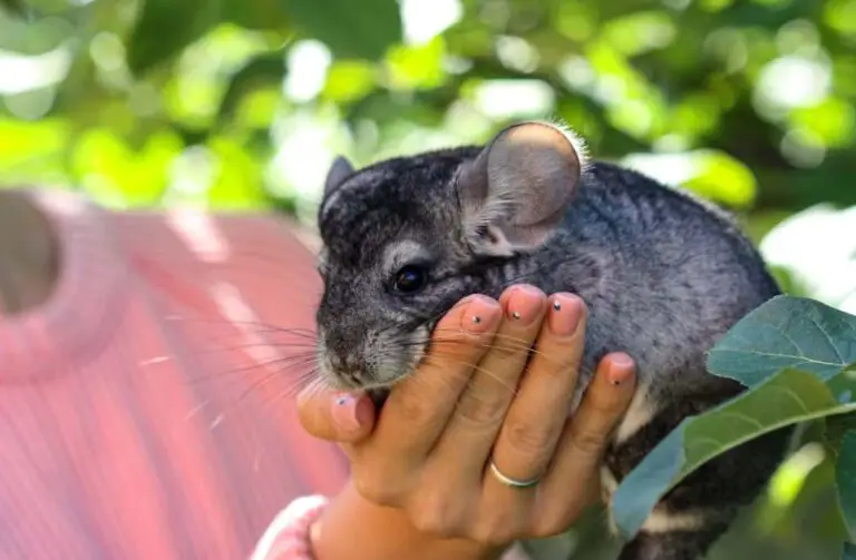 Do Chinchillas Like to be Held [Useful Tips]