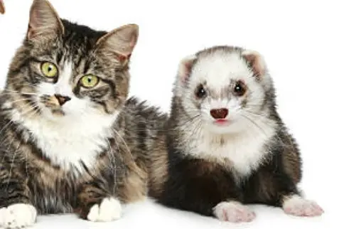 Are Ferrets Good With Cats [Keeping Both As Pets]