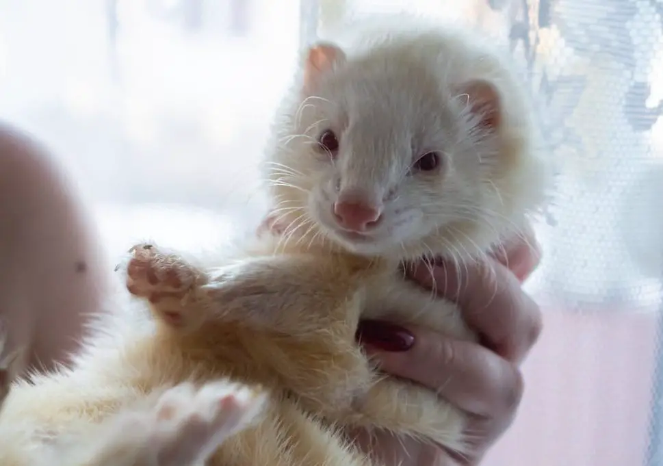 Are Ferrets Good Pets For Kids