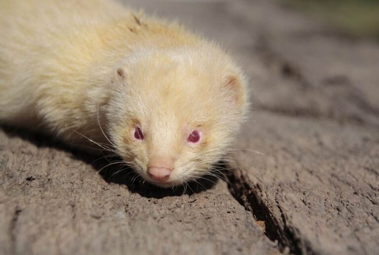 How Do Ferrets Get Ear Mites [11 Potential Ways]