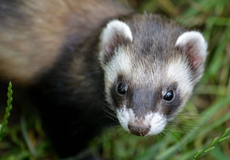 20 Interesting Ferret Facts You Should know